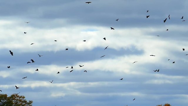 A murder of Crows flying ominously in slow motion.
