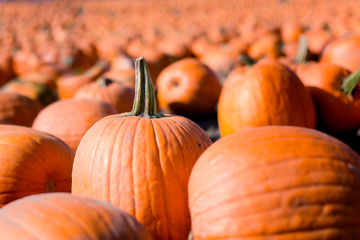 A pumpkin stands tall among a field of pumpkins.