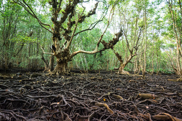 Tree roots in mangrove forest, Trat , Thailand.