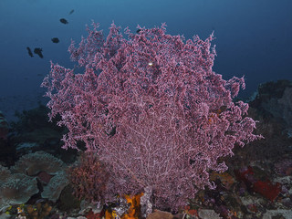 Obraz premium Gorgonian Coral, Flecht-Gorgonie (Muricella plectana)