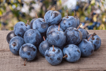 heap of blackthorn berries on a wooden table blurred garden background