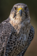 Obraz premium An upright close up portrait of a hybrid falcon looking directly forward. A cross between a peregrine and saker falcons.