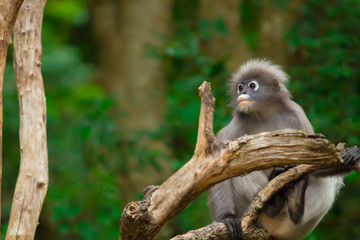leaf monkey