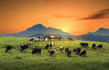 Cows on a green field with beautiful sunrise - obrazy, fototapety, plakaty