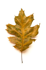 Fallen autumn leaf of a oak tree on white