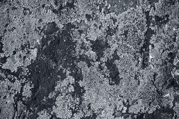 monochrome mold, fungus on a rock, abstract nature background
