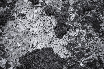 rock covered with moss and lichen, abstract nature background
