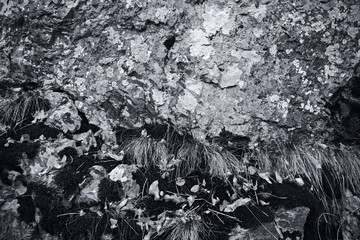 rock covered with moss and lichen, abstract nature background