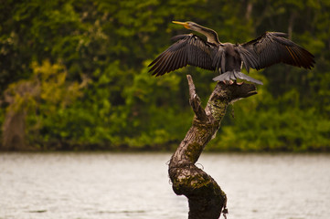 One australian darter is drying its wings while resting on a branch along the Daintree river,...