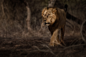 Asiatic lion male in the nature habitat in Gir national park in India, beautiful and very rare