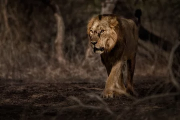 Crédence de cuisine en verre imprimé Lion Asiatic lion male in the nature habitat in Gir national park in India, beautiful and very rare