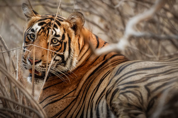 Tiger male is looking towards photographer/wild animal in the nature habitat/India