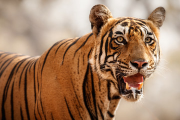 Tiger male stands towards photographer/wild animal in the nature habitat/India
