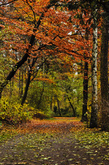 Fototapeta premium Walk path through the wood and trees with colorful autumn foliage