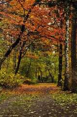 Walk path through the wood and trees with colorful autumn foliage
