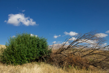 green and dead trees side by side