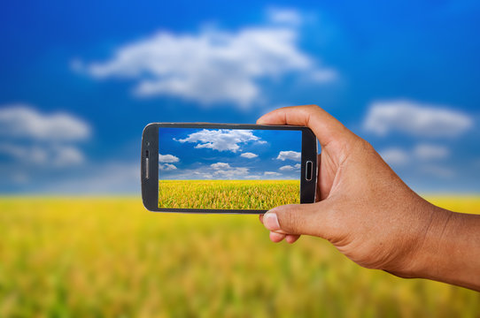 Hand holding smart phone focused on rice field landscape on blurry background.