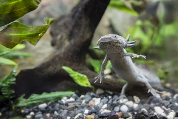 Axolotl in the aquarium.