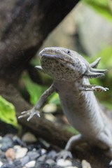 Axolotl in the aquarium.