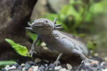 Axolotl in the aquarium.