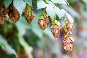 Brown hop cones on a bush, natural background, selective focus