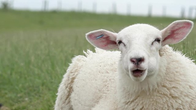 sheep lying  on meadow and looking