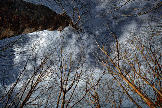 &Aacute;rboles que tocan el cielo