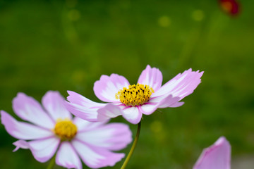 Obraz premium Cosmos