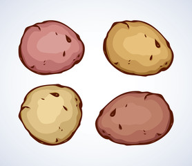 Potato. Vector drawing