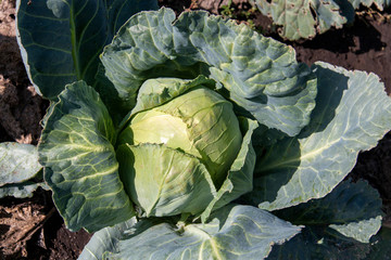 ripe a head of cabbage in the garden close-up