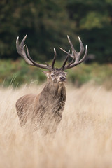 Red Deer, Deer, Cervus elaphus - Rut time.