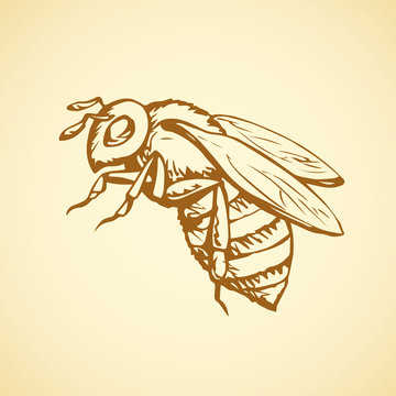 Bee. Vector Drawing