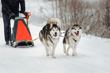 Dog sledding of alaskan malamutes, snow dogs, wintertime