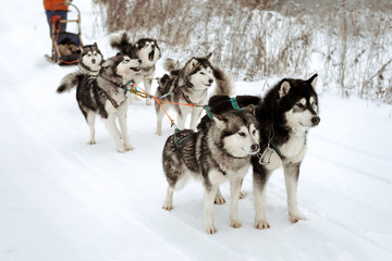 Riding with a dog team of six alaskan malamute, snow dogs, wintertime