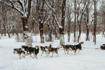 Riding with a dog team of six alaskan malamute, snow dogs, wintertime