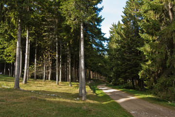Forest road at Bobija mountain, west Serbia