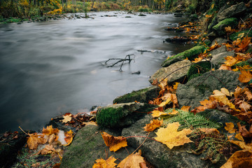 Closeup on colorful riverside by autumn