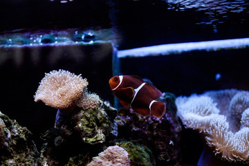 рыба-клоун в аквариуме