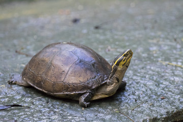 Image of an eastern chicken turtle in thailand