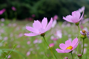 Fototapeta premium Cosmos