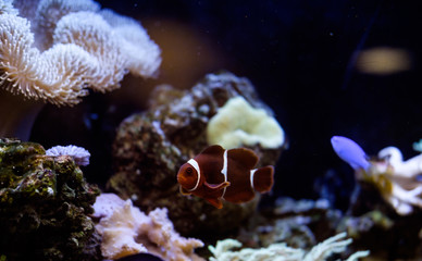 рыба-клоун в аквариуме