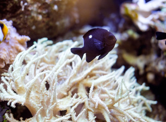 темная рыба в белых кораллах 