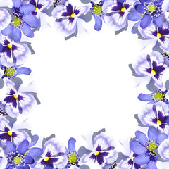 Fototapeta na wymiar Beautiful spring background of blue violas and liverworts 