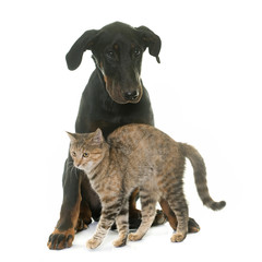 young beauceron dog and kitten