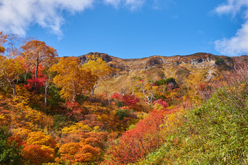 Fototapeta premium Jesienne liście toru bagiennego Taisetsu Kogen Onsen