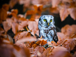 Obraz premium Boreal owl in the orange larch autumn tree.