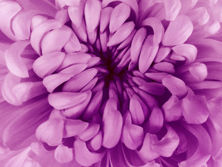 White  chrysanthemum flower.  Closeup.Macro. Nature. The air like a cloud. Flower purple center.