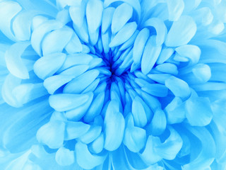 White  chrysanthemum flower.  Closeup.Macro. Nature. The air like a cloud. Flower  blue center.