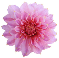 Dahlia  flower, white  background isolated  with clipping path. Closeup. with no shadows.  Macro. Nature.  Pink.