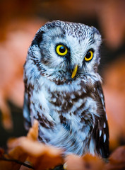 Boreal owl in the orange larch autumn tree.